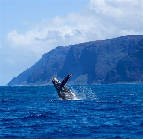 Whale season kauai. Things To Know About Whale season kauai. 